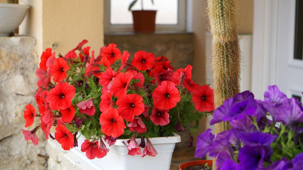 Apartments Red Rose Nin Bagian luar foto